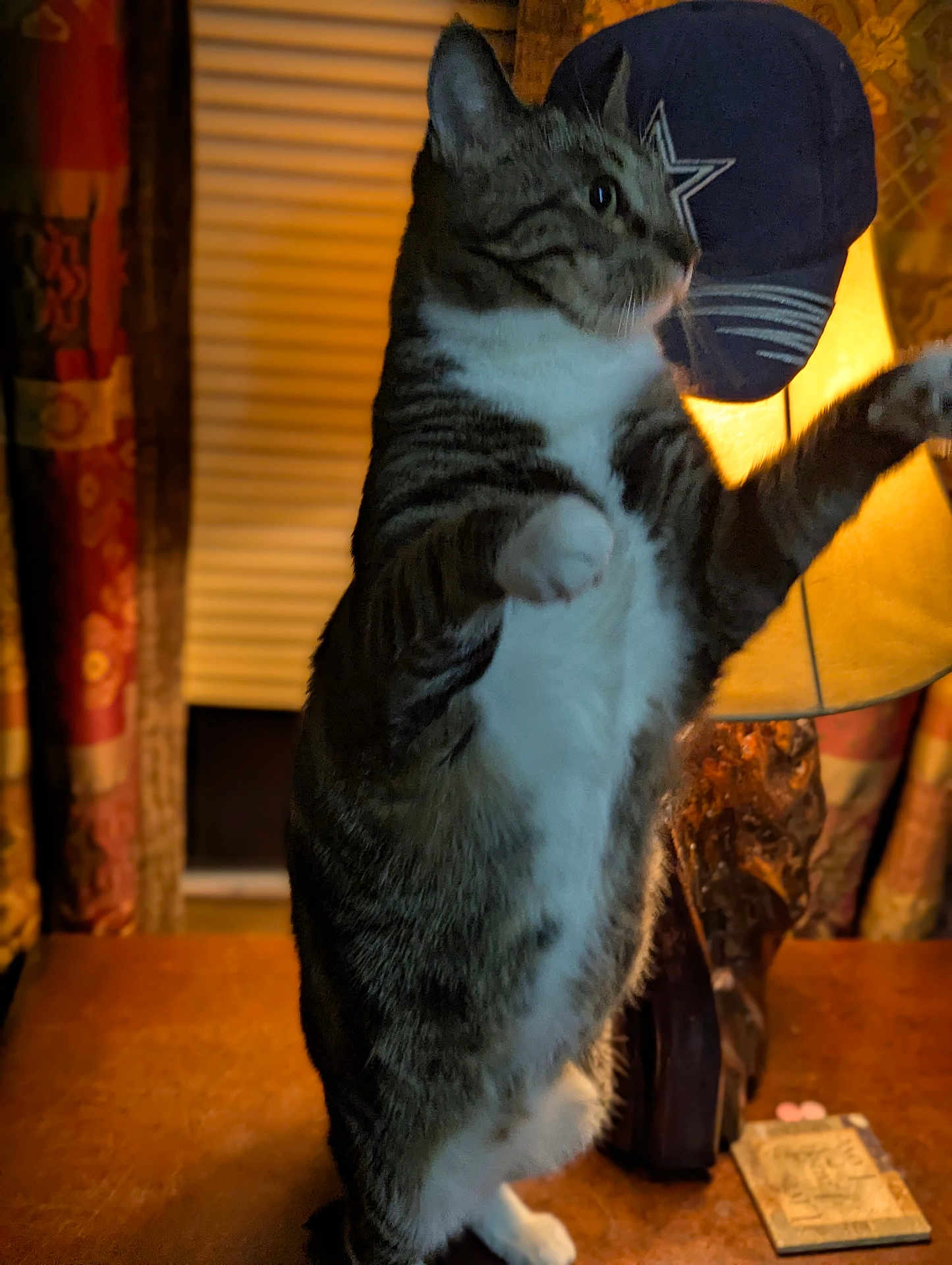 Rowdy is registered to the contest to win money with this photo: cat, tabby, standing, indoor, lamp, cap, wooden_table, curious, pet, feline, domestic_animal, cozy, warm_light, fur, whiskers, indoor_lighting, background, household, animal, portrait