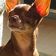 Pepe Le Pugh is registered to the contest to win money with this photo: alert, animal, brown_dog, canine, carpet, close_up, curious, dog, indoor, large_ears, looking_at_camera, pet, pointy_ears, portrait, serious_expression, small_dog, sunlight, tile_floor, warm_lighting, window