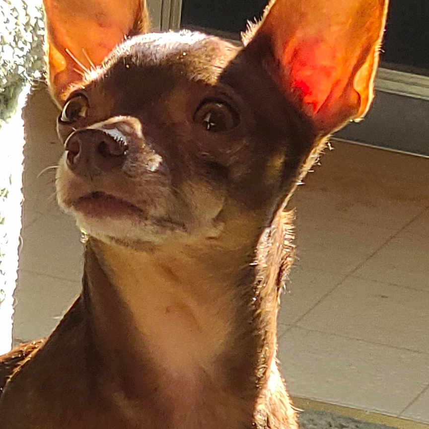 Pepe Le Pugh is registered to the contest to win money with this photo: alert, animal, brown_dog, canine, carpet, close_up, curious, dog, indoor, large_ears, looking_at_camera, pet, pointy_ears, portrait, serious_expression, small_dog, sunlight, tile_floor, warm_lighting, window