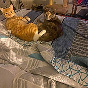 Biden is registered to the contest to win money with this photo: animal, bed, bedroom, blanket, cat, dormroom, furniture, indoors, kitten, manx, pet, quilt, room