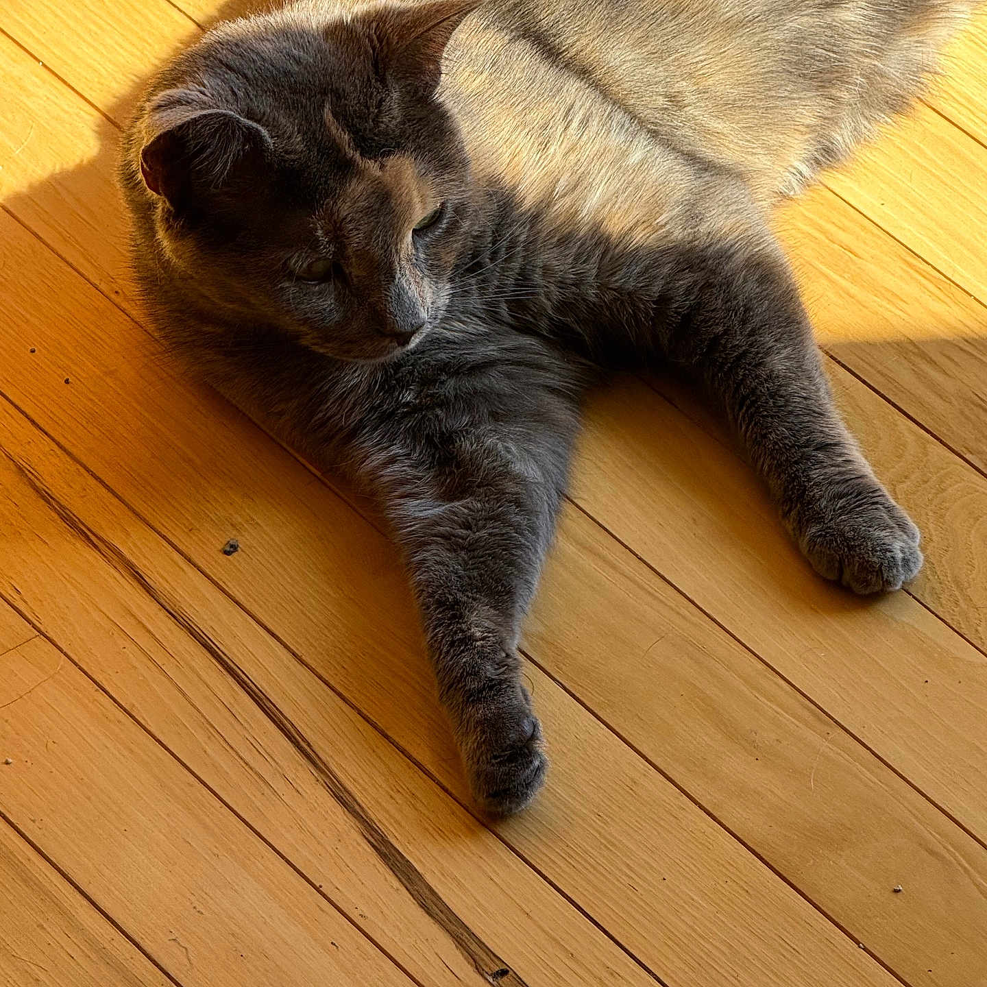 Belle