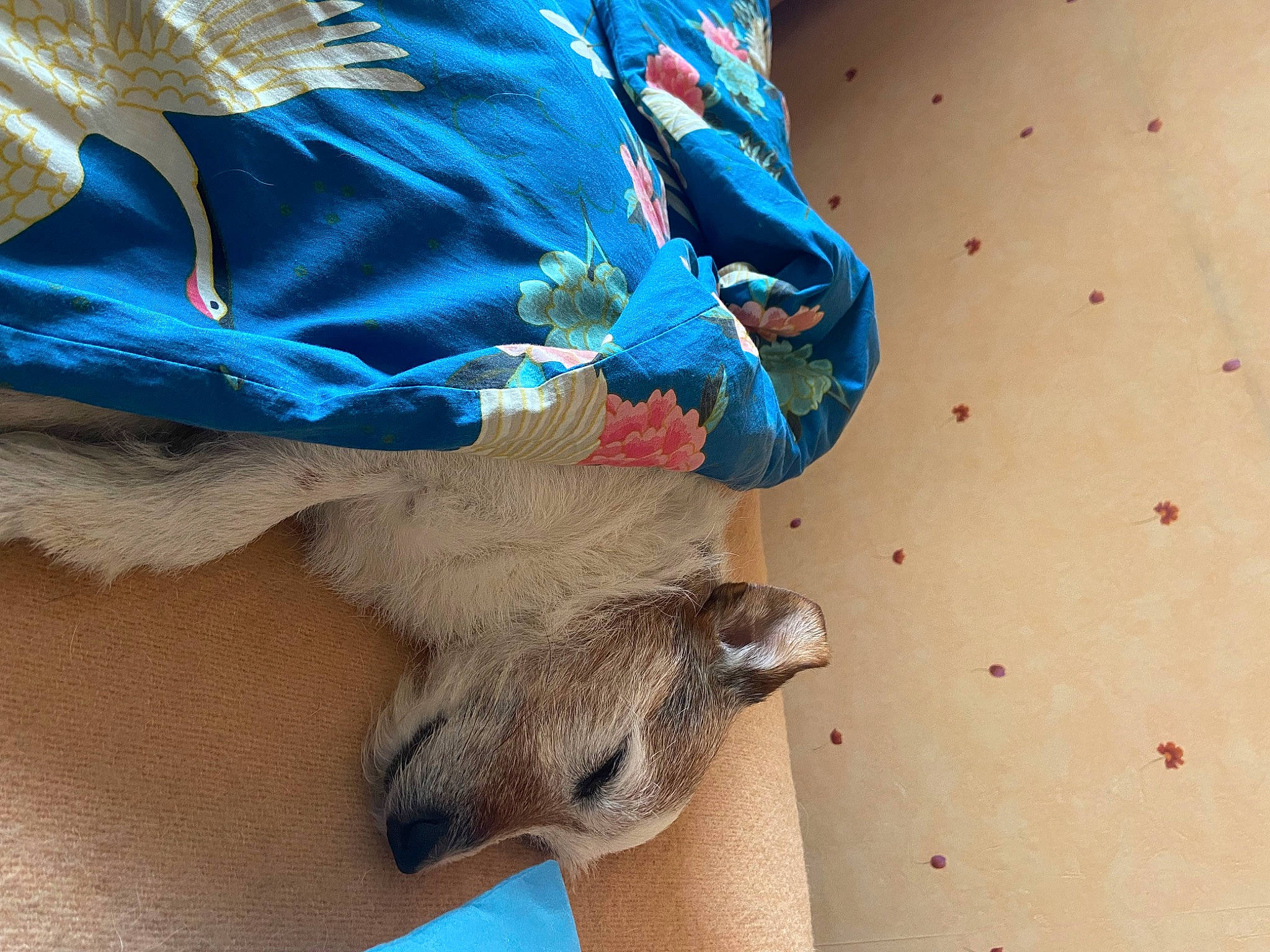 Fino participe au concours pour gagner de l'argent avec cette photo : comfort, denim, dress, electric_blue, foot, fur, human_leg, nail, paw, plant, sleeve, sporting_group, tail, terrestrial_animal, wrist