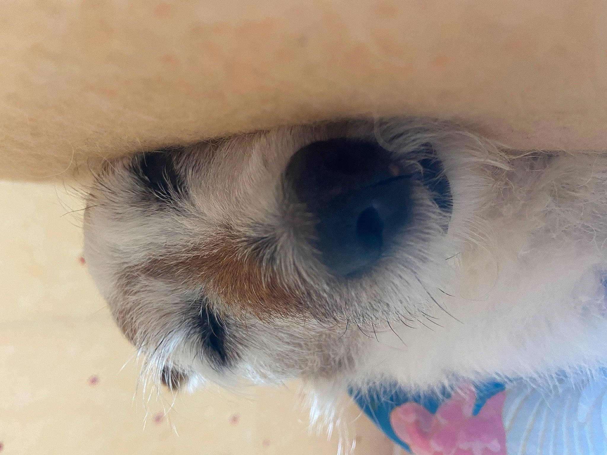 Fino participe au concours pour gagner de l'argent avec cette photo : canidae, carnivore, companion_dog, dog, dog_breed, eyelash, fawn, felidae, foot, fur, non_sporting_group, paw, small_to_medium_sized_cats, snout, sporting_group, stuffed_toy, tail, terrestrial_animal, whiskers, working_animal