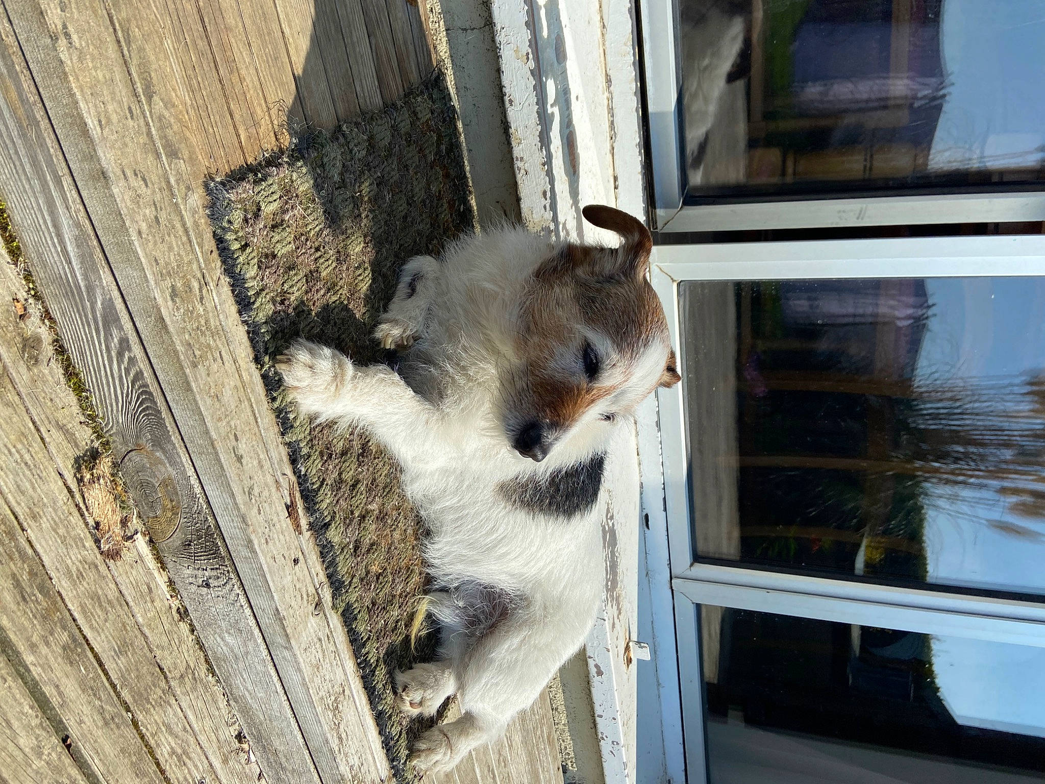 Fino a rejoint le concours — aidez-le/la à gagner de superbes lots ! fawn, fur, grey, panda, plant, snout, tail, terrestrial_animal, trunk, water, whiskers, wildlife, window, wood, zoo