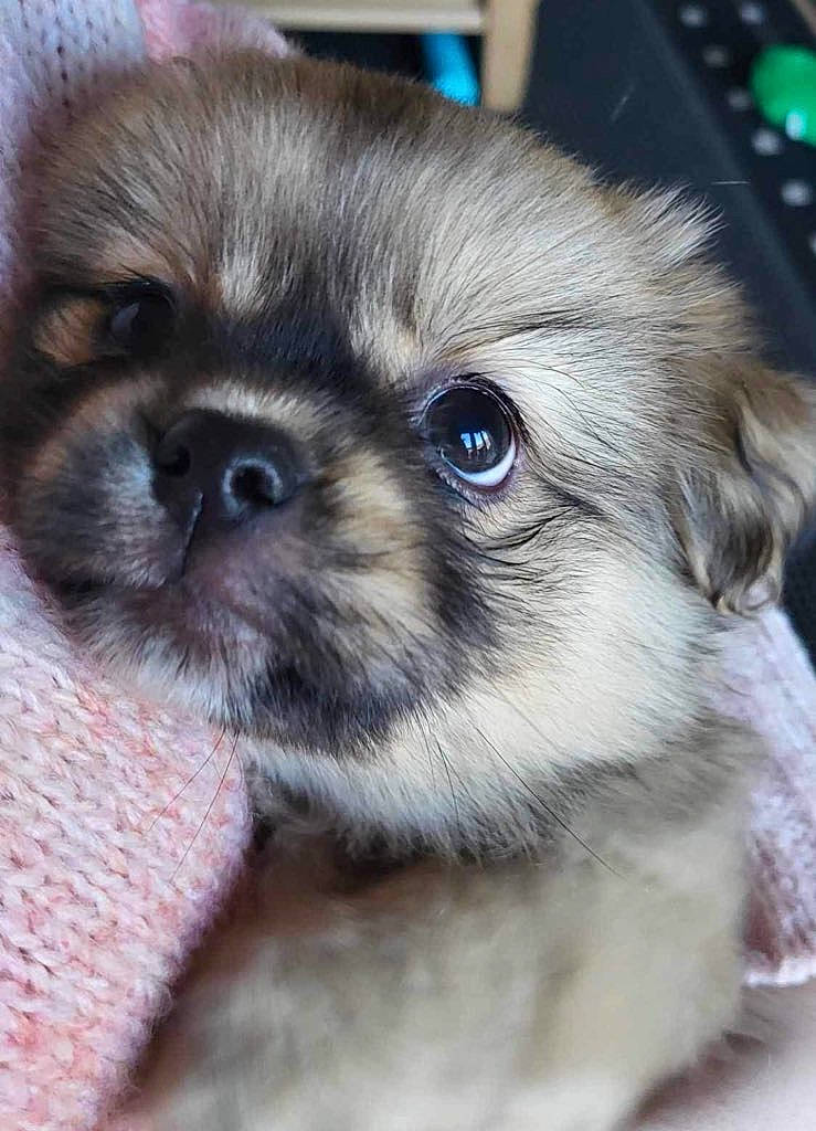 Appa is registered to the contest to win money with this photo: canidae, carnivore, close_up, companion_dog, computer_keyboard, dog, dog_breed, fawn, fur, input_device, iris, liver, peripheral, remote_control, snout, sporting_group, terrestrial_animal, toy_dog, whiskers, working_animal