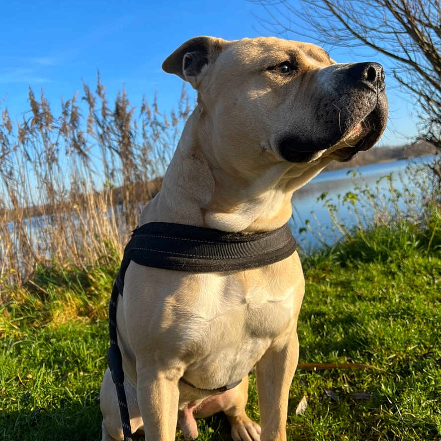Usko a rejoint le concours — aidez-le/la à gagner de superbes lots ! accessories, animal, boxer, bulldog, canine, dog, field, grass, grassland, hound, labradorretriever, leash, nature, outdoors, pet, pitbull, plant, strap, tree, whitedog