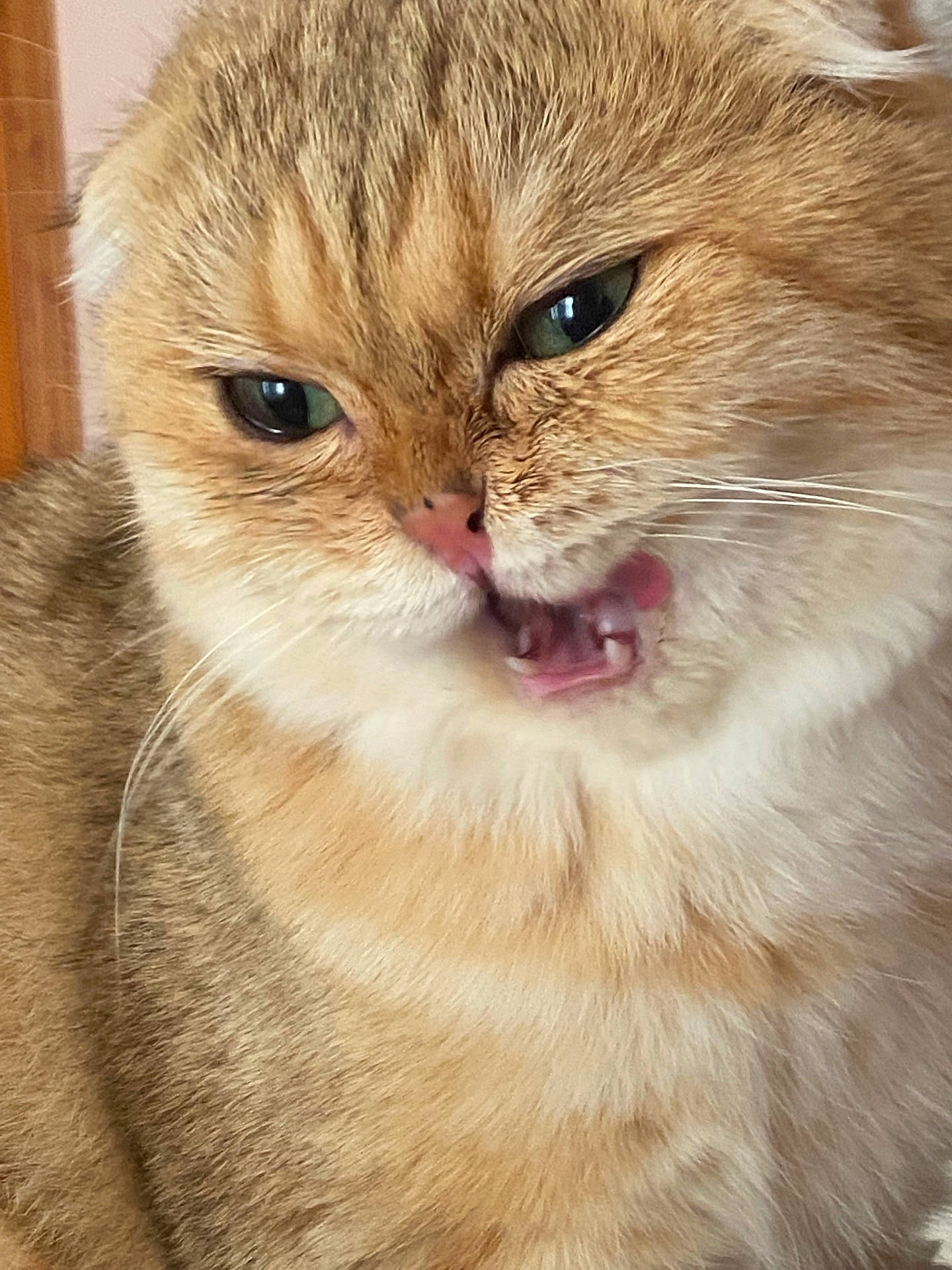 abyssinian, angora, animal, bodypart, cat, face, head, kitten, manx, mouth, person, pet, photography, portrait, snout, teeth, tongue