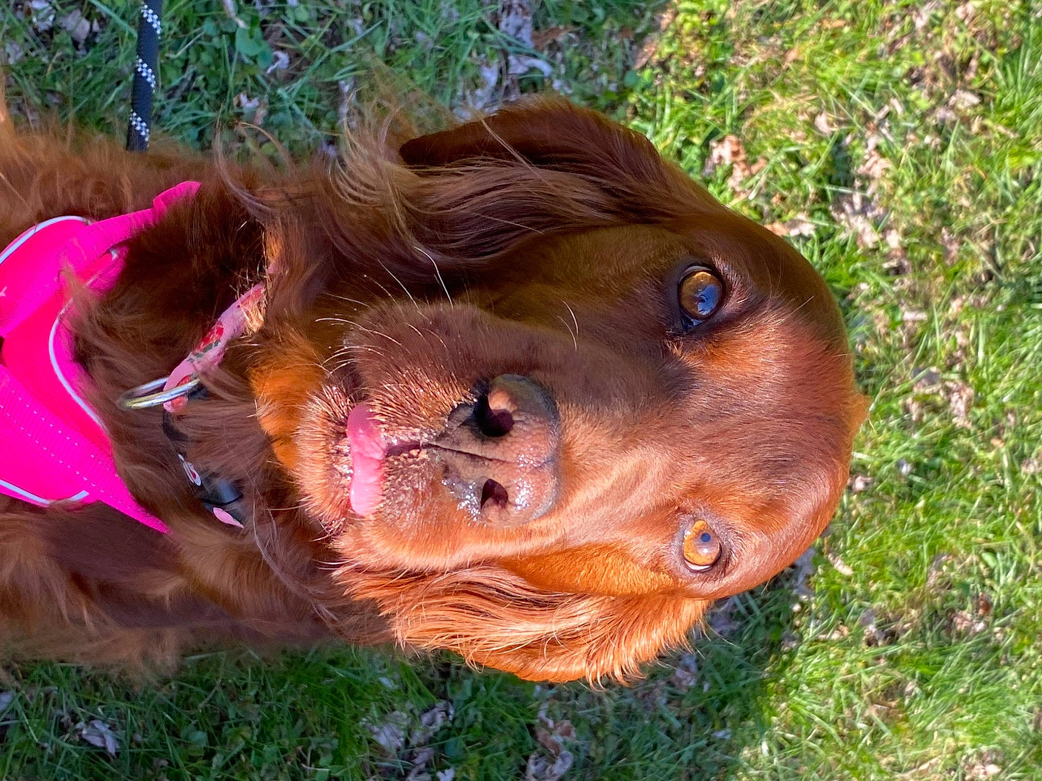 Maggie is registered to the contest to win money with this photo: canidae, carnivore, cocker_spaniel, companion_dog, dog, dog_breed, fawn, grass, gun_dog, hunting_dog, liver, pointing_breed, retriever, snout, spaniel, sporting_group, terrestrial_animal, whiskers, wildlife, working_animal