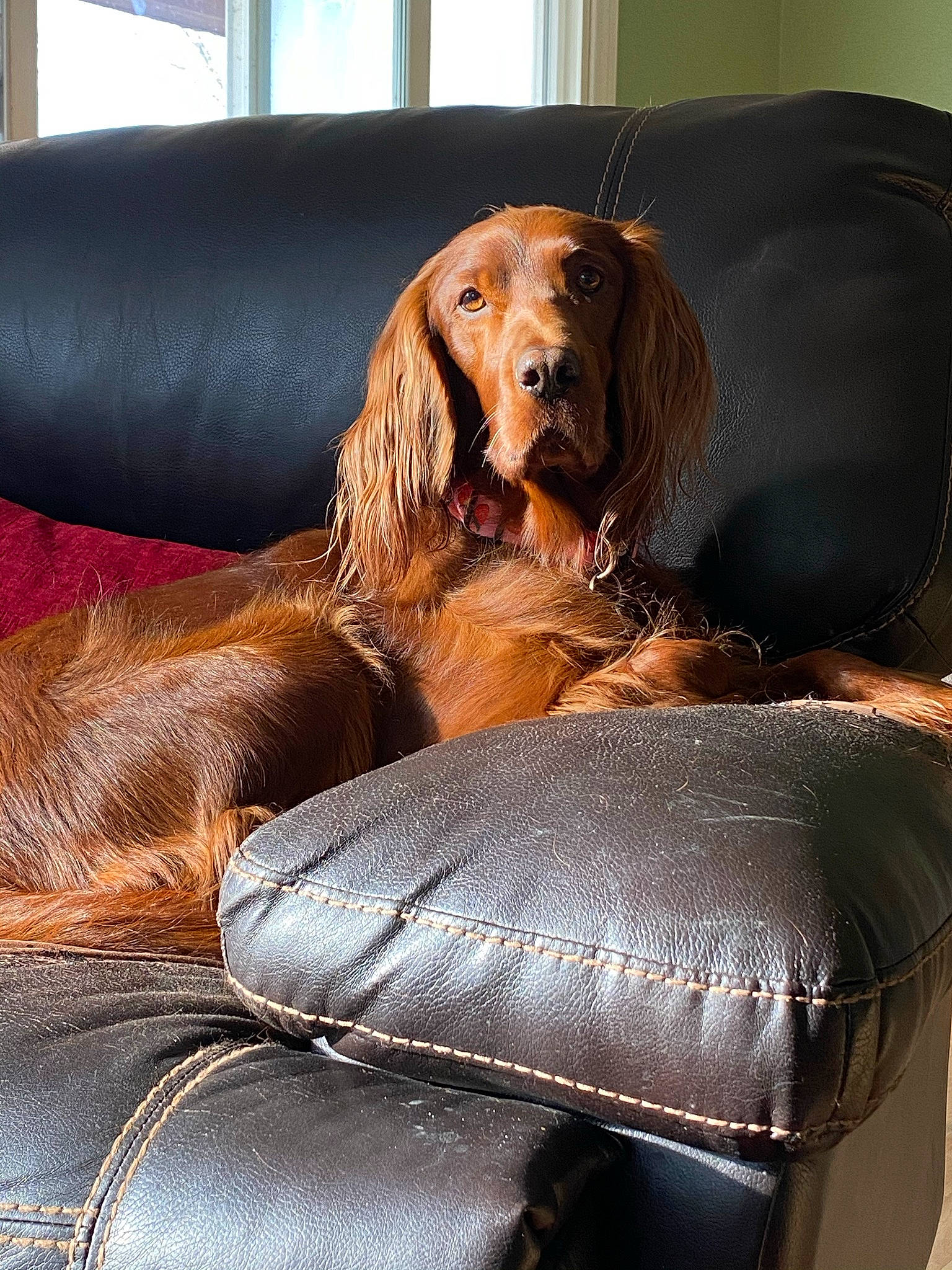 Maggie is registered to the contest to win money with this photo: brown, canidae, car_seat, car_seat_cover, carnivore, comfort, companion_dog, couch, dog, dog_breed, dog_supply, fawn, fur, liver, luggage_and_bags, pet_supply, snout, sporting_group, whiskers, working_animal