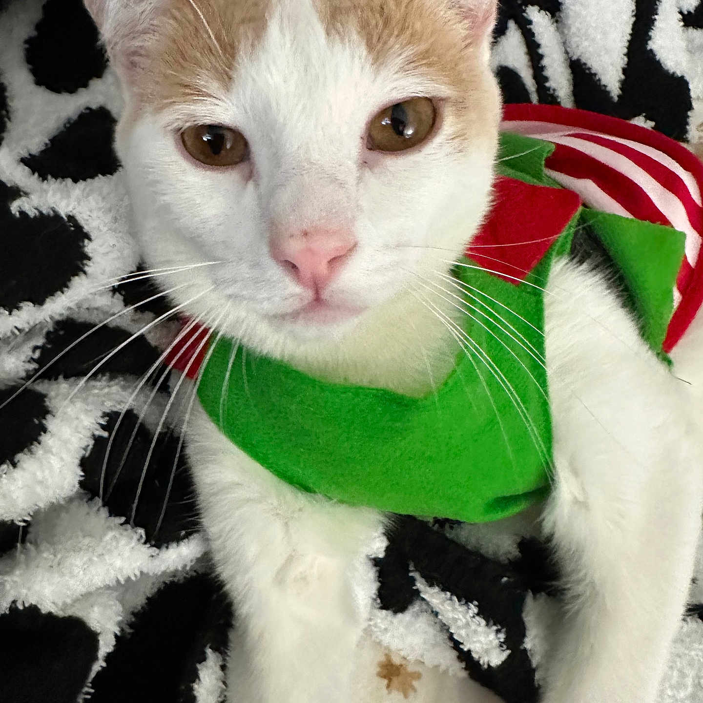 Archae joined the competition — help win amazing prizes! animal, blanket, brown, cat, close_up, costume, cozy, cute, face, fur, green, indoor, lying_down, pattern, pet, red, relaxed, soft, whiskers, white