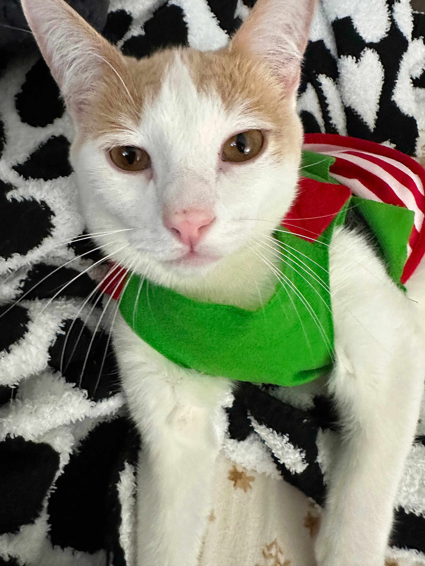 Archae joined the competition — help win amazing prizes! animal, blanket, brown, cat, close_up, costume, cozy, cute, face, fur, green, indoor, lying_down, pattern, pet, red, relaxed, soft, whiskers, white