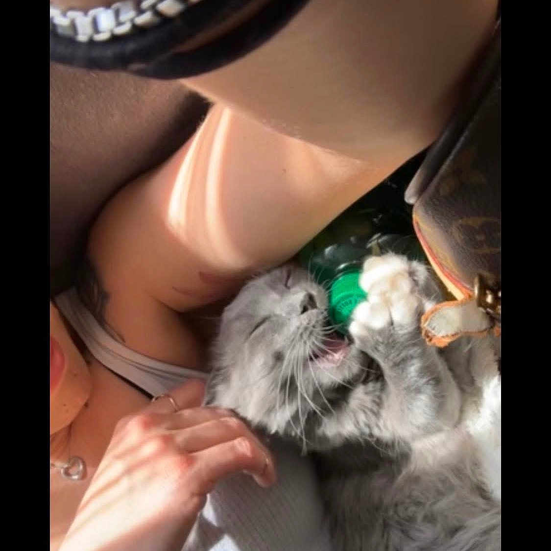 Mumums is registered to the contest to win money with this photo: animal, bottle, casual_clothing, cat, closeup, cozy, cute, fluffy_cat, gray_cat, green_bottle_cap, hand, indoor, necklace, person_arm, pet, playing_cat, relaxing, sunlight, tattoo, wristband