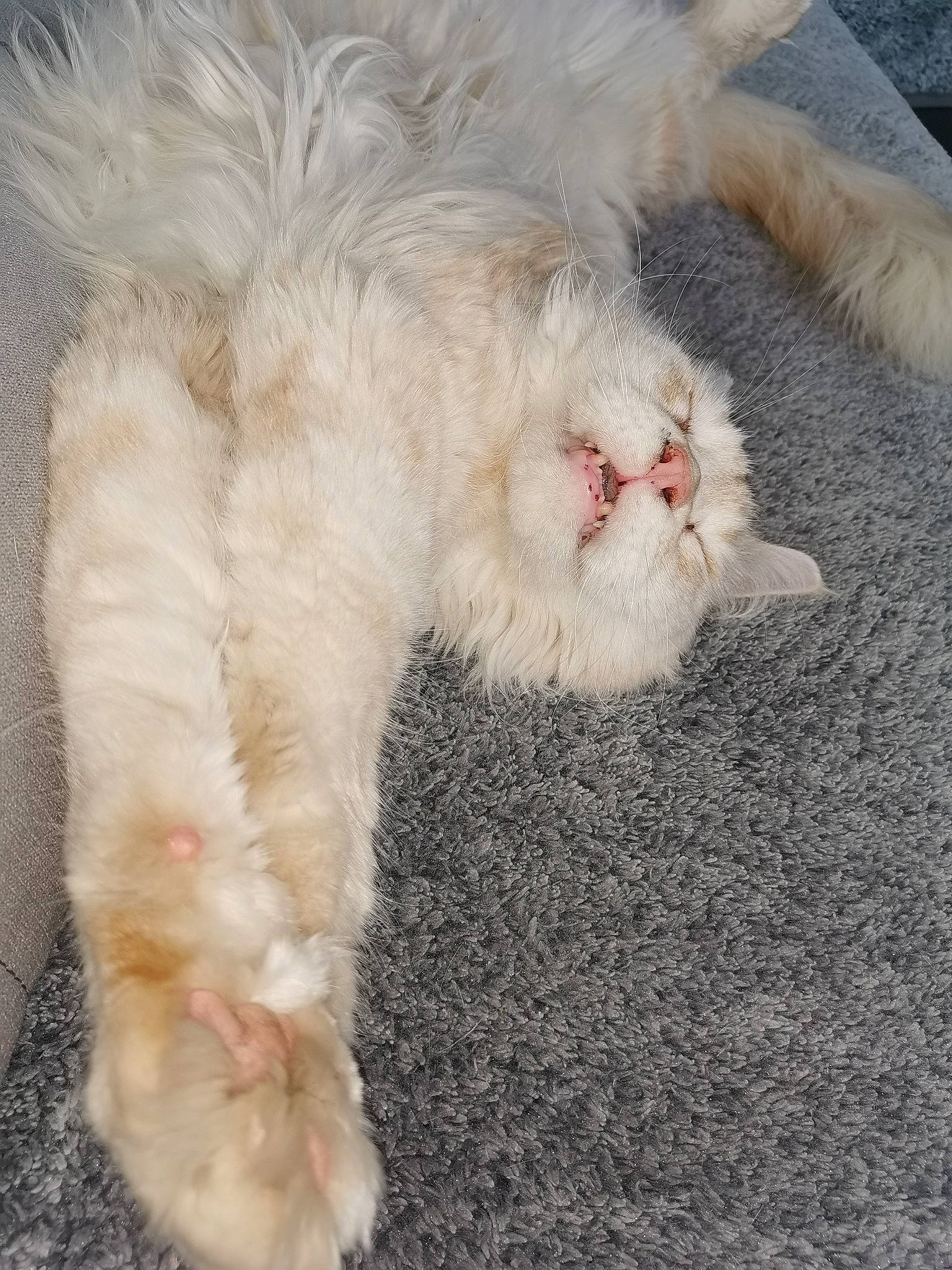 Maestro participe au concours pour gagner de l'argent avec cette photo : carnivore, cat, claw, domestic_long_haired_cat, ear, fawn, felidae, fur, kitten, paw, persian, polydactyl_cat, ragdoll, small_to_medium_sized_cats, tail, turkish_angora, turkish_van, whiskers