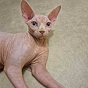 Nephtys participe au concours pour gagner de l'argent avec cette photo : sphynx_cat, cat, hairless, blue_eyes, pet, animal, indoor, floor, beige_carpet, wrinkled_skin, large_ears, curious, looking, laying, feline, domestic_animal, close_up, cute, alert, relaxed