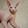 sphynx_cat, cat, hairless, blue_eyes, pet, animal, indoor, floor, beige_carpet, wrinkled_skin, large_ears, curious, looking, laying, feline, domestic_animal, close_up, cute, alert, relaxed