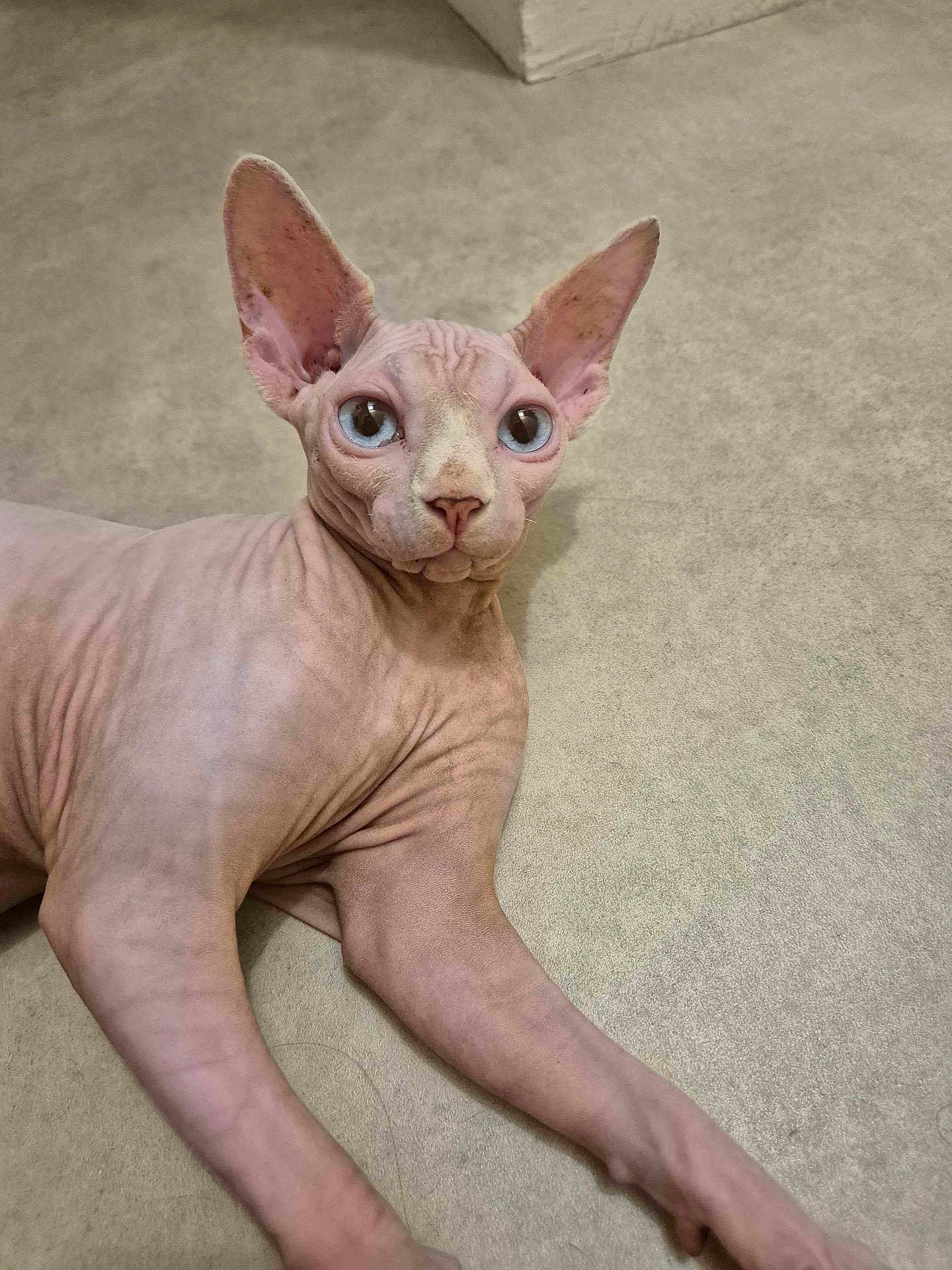 Nephtys participe au concours pour gagner de l'argent avec cette photo : sphynx_cat, cat, hairless, blue_eyes, pet, animal, indoor, floor, beige_carpet, wrinkled_skin, large_ears, curious, looking, laying, feline, domestic_animal, close_up, cute, alert, relaxed