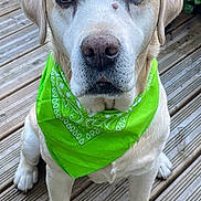 Jaffa participe au concours pour gagner de l'argent avec cette photo : dog, labrador, green_bandana, pet, outdoor, wooden_deck, canine, sitting, looking_at_camera, fur, animal, companion, nature, ears, paws, snout, portrait, friendly, domestic_animal, cute