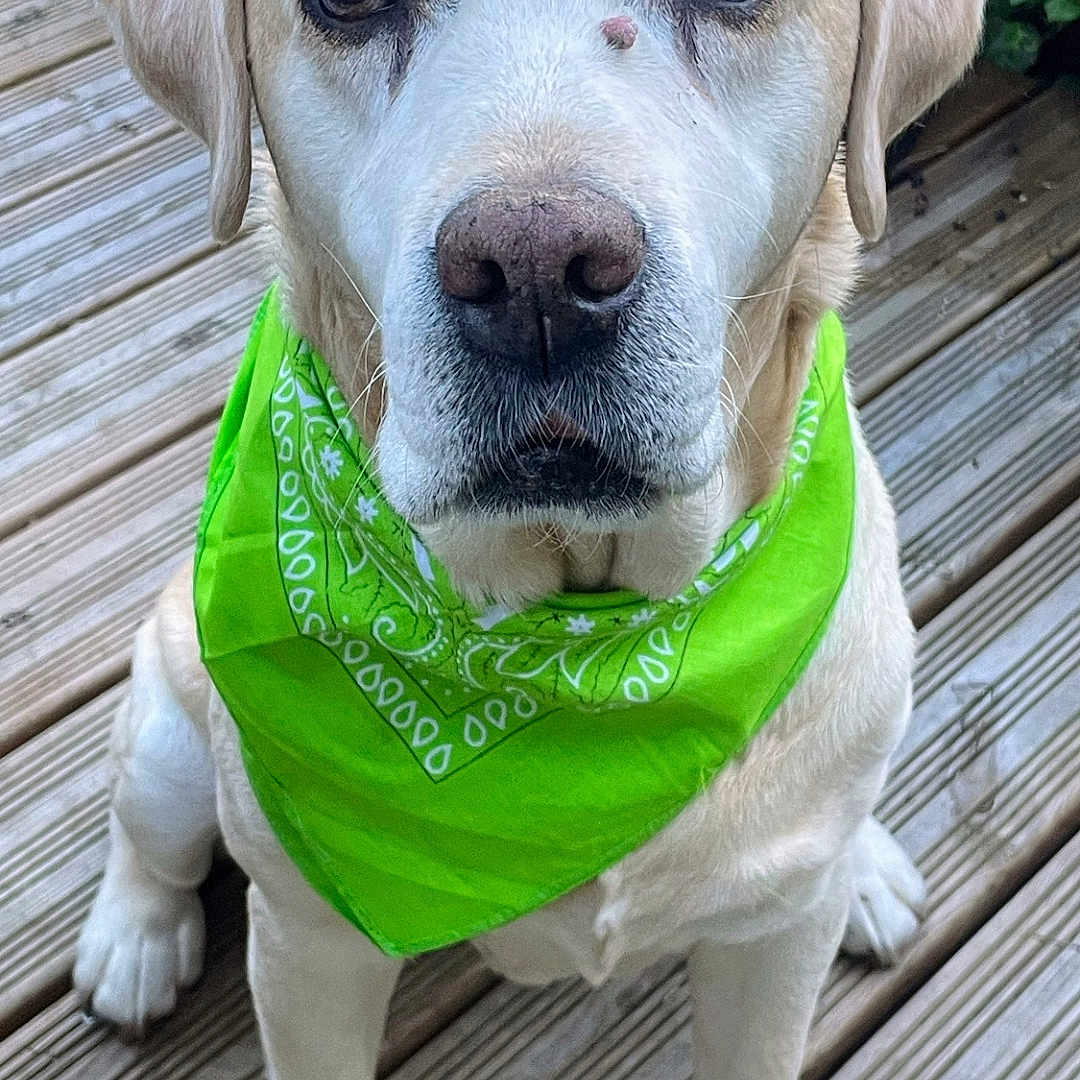 Jaffa participe au concours pour gagner de l'argent avec cette photo : dog, labrador, green_bandana, pet, outdoor, wooden_deck, canine, sitting, looking_at_camera, fur, animal, companion, nature, ears, paws, snout, portrait, friendly, domestic_animal, cute