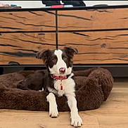 Neva a rejoint le concours — aidez-le/la à gagner de superbes lots ! dog, brown, white, pet_bed, wooden_floor, dresser, furniture, indoor, paw, collar, animal, canine, cute, relaxed, living_room, domestic, household, fur, alert, resting