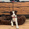 dog, brown, white, pet_bed, wooden_floor, dresser, furniture, indoor, paw, collar, animal, canine, cute, relaxed, living_room, domestic, household, fur, alert, resting