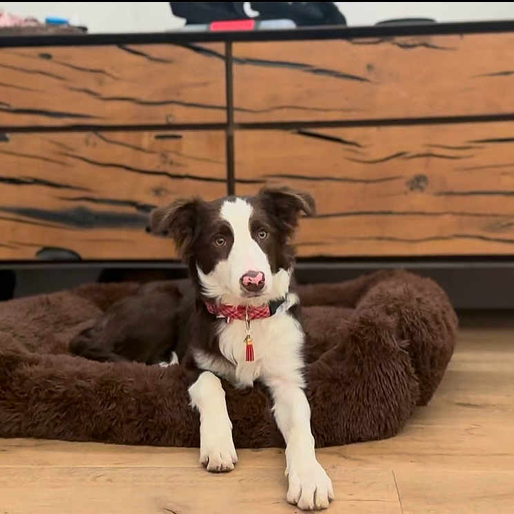 Neva a rejoint le concours — aidez-le/la à gagner de superbes lots ! dog, brown, white, pet_bed, wooden_floor, dresser, furniture, indoor, paw, collar, animal, canine, cute, relaxed, living_room, domestic, household, fur, alert, resting