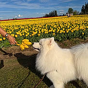 Simba is registered to the contest to win money with this photo: dog, white_dog, fluffy, samoyed, yellow_tulips, flower_bouquet, hand, field, outdoor, grass, blue_sky, clouds, leash, nature, spring, sunlight, pet, plant, greenery, scenic