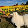 dog, white_dog, fluffy, samoyed, yellow_tulips, flower_bouquet, hand, field, outdoor, grass, blue_sky, clouds, leash, nature, spring, sunlight, pet, plant, greenery, scenic