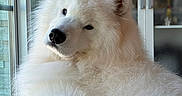 Simba is registered to the contest to win money with this photo: dog, samoyed, fluffy, white_dog, indoor, window, natural_light, pet, canine, fur, relaxed, resting, portrait, animal, cute, companion, domestic, house, cozy, soft