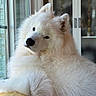 dog, samoyed, fluffy, white_dog, indoor, window, natural_light, pet, canine, fur, relaxed, resting, portrait, animal, cute, companion, domestic, house, cozy, soft