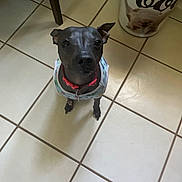 Buddy is registered to the contest to win money with this photo: animal, attention, black_dog, canine, chair_leg, collar, companion, cute, dog, domestic_animal, floor, household, indoor, looking_up, pet, small_dog, tile_floor, trash_bin, vest, waiting