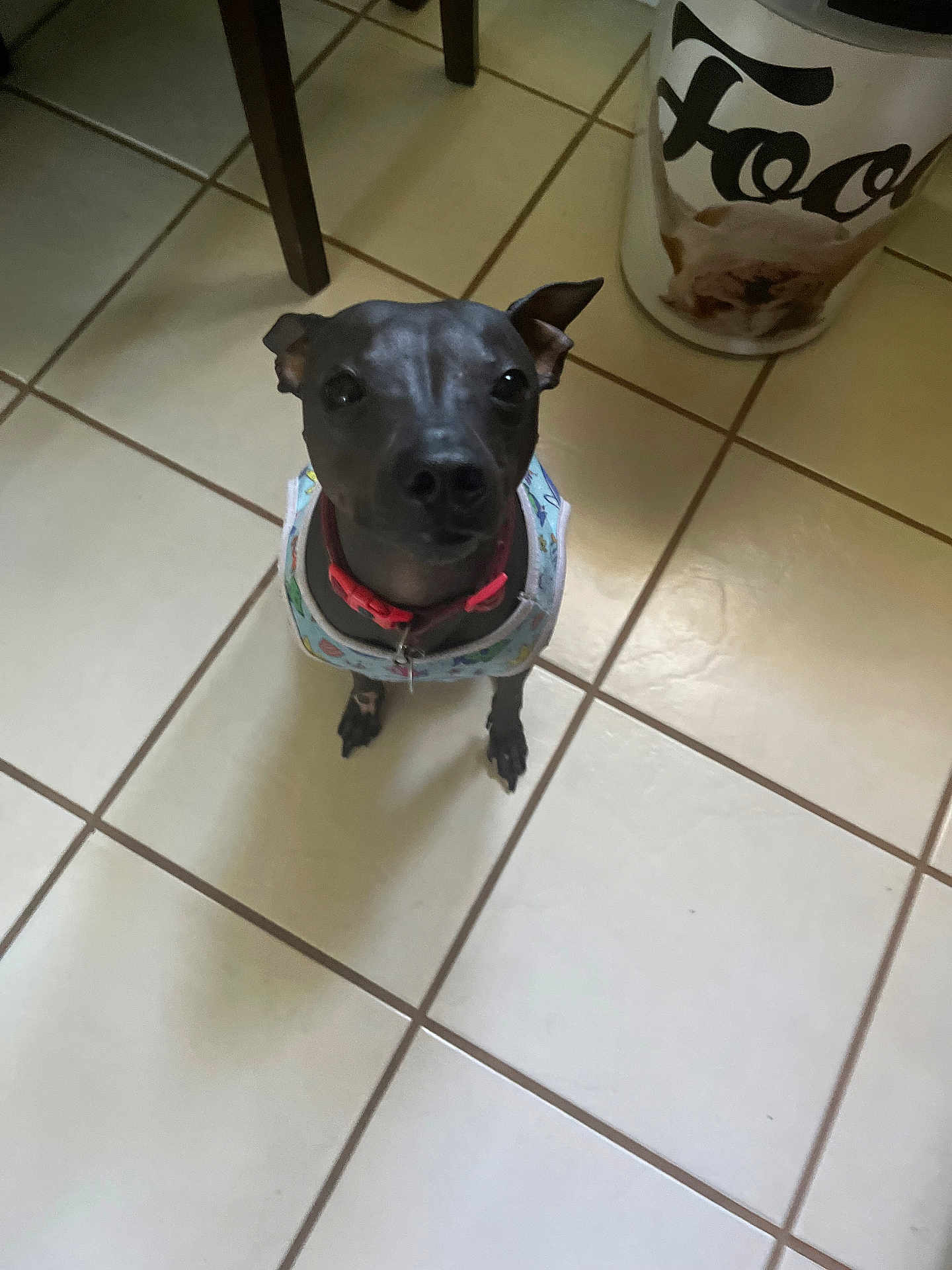 Buddy