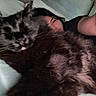 Wisp joined the competition — help win amazing prizes! cat, black_cat, person, selfie, indoor, bed, pillow, close_up, furry, pet, animal, sleepy, blurred, face, resting, cozy, fur, human, arm, blanket