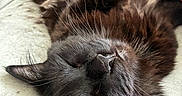 Wisp joined the competition — help win amazing prizes! cat, black_cat, sleeping, relaxed, fluffy, whiskers, indoor, couch, pillow, cozy, pet, fur, closeup, resting, animal, mammal, nap, home, cute, domestic_cat