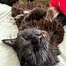 cat, black_cat, sleeping, relaxed, fluffy, whiskers, indoor, couch, pillow, cozy, pet, fur, closeup, resting, animal, mammal, nap, home, cute, domestic_cat
