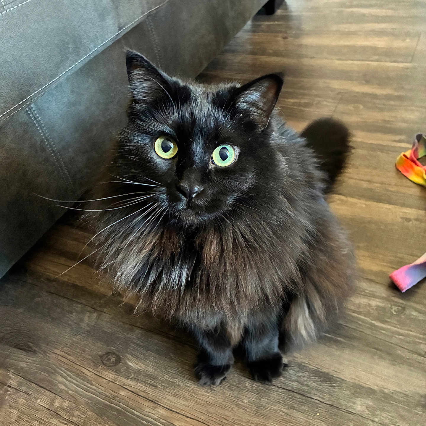 Wisp joined the competition — help win amazing prizes! cat, black_cat, fluffy, yellow_eyes, pet, indoor, wooden_floor, couch, furniture, toy, colorful, domestic_animal, whiskers, fur, sitting, looking_up, cute, animal, companion, household
