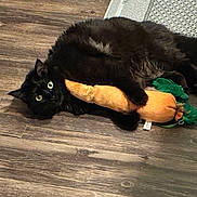 Wisp is registered to the contest to win money with this photo: black_cat, cat, pet, animal, plush_toy, carrot_toy, floor, wooden_floor, playful, lying_down, fur, wide_eyes, indoor, cozy, cute, domestic_cat, toy, clutching, resting, curious