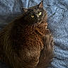 Wisp is registered to the contest to win money with this photo: cat, animal, pet, feline, fluffy, curled_up, yellow_eyes, black_fur, texture, blue_blanket, indoor, resting, looking_at_camera, whiskers, tail, soft_light, close_up, cozy, relaxed, domestic