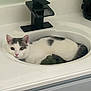 animal, bathroom, cat, closeup, countertop, curious, cute, domestic, ears, face, faucet, gray, household, indoor, lying_down, pet, relaxed, sink, tail, white