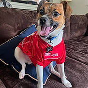 Ba-Dee joined the competition — help win amazing prizes! dog, pet, red_jersey, ohio_state, couch, indoor, happy, tongue_out, small_dog, collar, tag, pillow, brown_furniture, excited, fur, white_paws, ears, cheerful, smiling, house