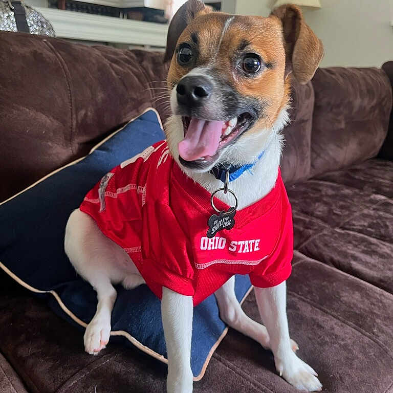 Ba-Dee joined the competition — help win amazing prizes! brown_furniture, cheerful, collar, couch, dog, ears, excited, fur, happy, house, indoor, ohio_state, pet, pillow, red_jersey, small_dog, smiling, tag, tongue_out, white_paws