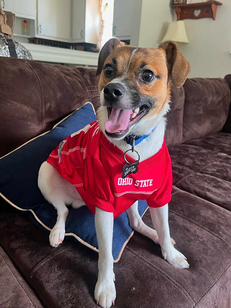 Ba-Dee joined the competition — help win amazing prizes! dog, pet, red_jersey, ohio_state, couch, indoor, happy, tongue_out, small_dog, collar, tag, pillow, brown_furniture, excited, fur, white_paws, ears, cheerful, smiling, house