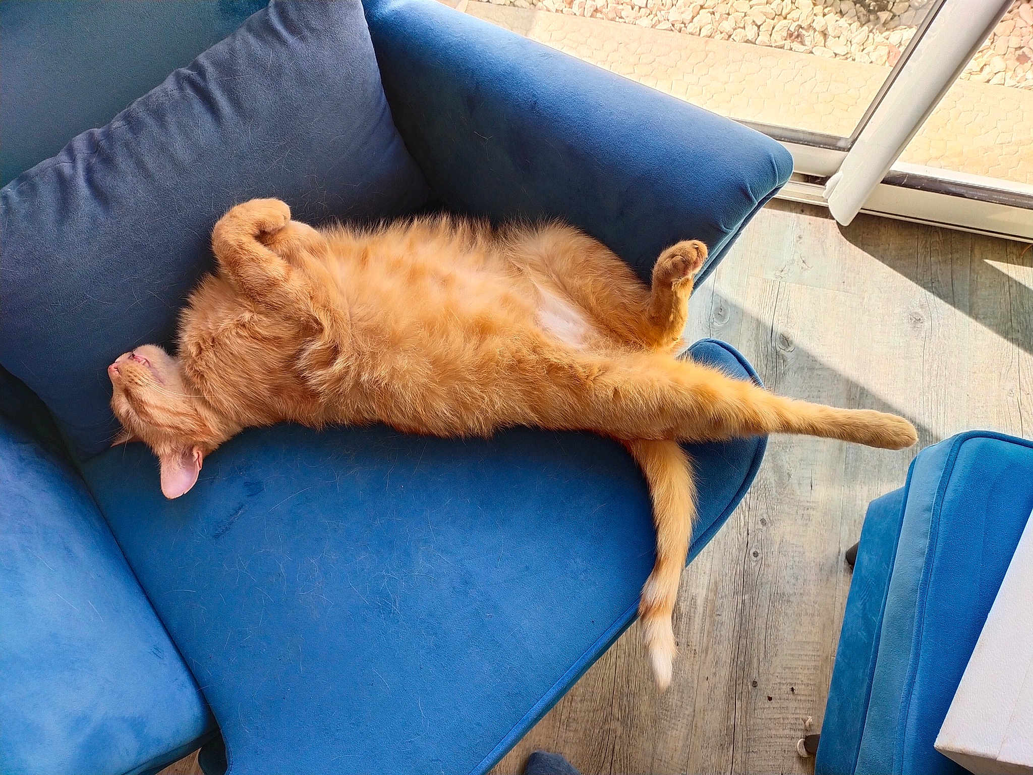 Garfield