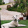 animal, backyard, calm, collar, daytime, dog, domestic_animal, garden, grass, gravel_path, green_lawn, lying_down, nature, outdoor, pet, plants, potted_plants, relaxed, white_dog, white_wall