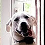 animal, canine, close_up, collar, curtain, daylight, dog, domestic_animal, ears, face, fur, happy, house, indoor, pet, portrait, smiling, tongue_out, white_dog, window