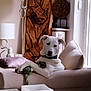 collar, couch, cozy, dog, furniture, home_decor, indoor, lamp, living_room, modern, natural_light, paw, pet, pillow, relaxed, rope_toy, toy, white_dog, window, wood_art