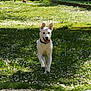 animal, canine, collar, daylight, dog, ears_up, field, flowers, grass, greenery, happy, nature, outdoor, pet, playful, running, summer, sunlight, tongue_out, white_dog