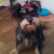 Bailey is registered to the contest to win money with this photo: dog, small_dog, bow, red_bow, fur, pet, indoor, wooden_floor, blue_bowl, food_bowl, animal, curious, sitting, furry, cute, companion, domestic, household, portrait, mammal