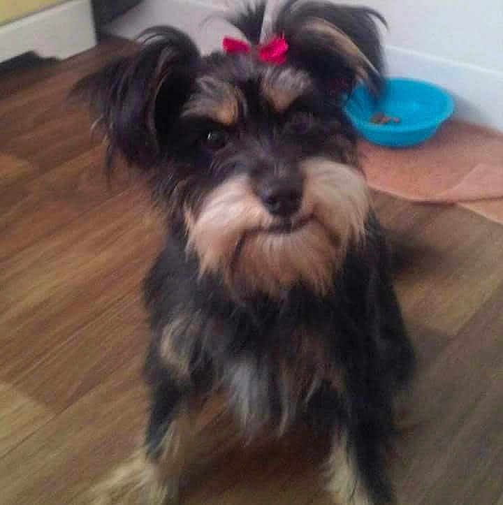 Bailey is registered to the contest to win money with this photo: dog, small_dog, bow, red_bow, fur, pet, indoor, wooden_floor, blue_bowl, food_bowl, animal, curious, sitting, furry, cute, companion, domestic, household, portrait, mammal