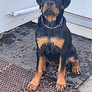 Anya is registered to the contest to win money with this photo: rottweiler, puppy, dog, wet, sitting, black, brown, collar, chain, door, mat, outdoor, pet, animal, paw, fur, young, cute, portrait, canine