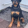 rottweiler, puppy, dog, wet, sitting, black, brown, collar, chain, door, mat, outdoor, pet, animal, paw, fur, young, cute, portrait, canine